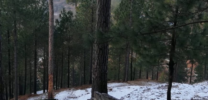 5 Marla Plot | New Murree Town Ship | Near Patariata , Murree.